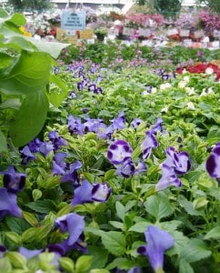 nursery-fauxto_digit Revitalizing cheap plants