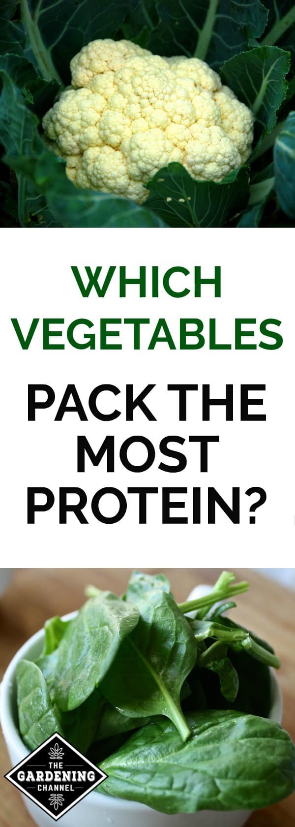 Protein Rich Vegetables