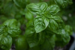 basil