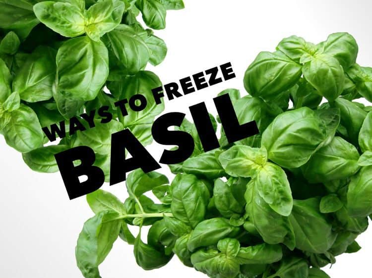 Freezing Basil