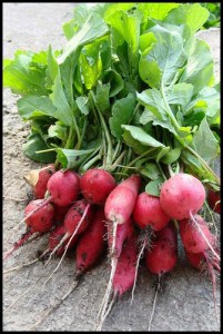 Fast-growingvegetables