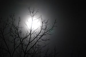 gardening-moon-rachfog Gardening by the moon