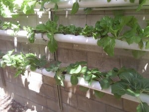 no-soil-hydroponics-Kanu-Hawaii No-soil gardening
