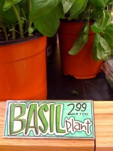 plants-grocery-store-NatalieHG buy garden plants at the grocery store