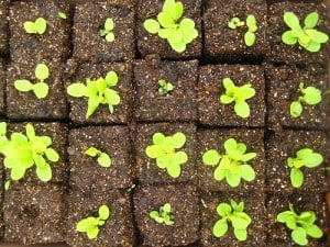 soil-blocks-hightech-malibu Gardening with Soil Blocks