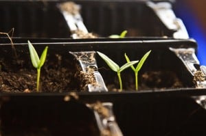 Bolivian Rainbow (C. Annuum) seedlings