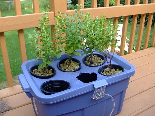 beginners-hydroponics-J-Wynia beginner's guide to hydroponics