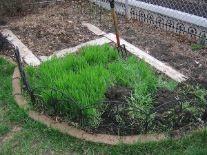 cover crops for the backyard garden