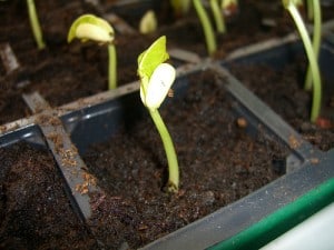 seedling-heat-mat-Eljay seedling heat mat