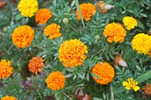 fall annuals