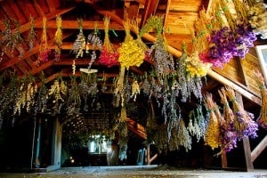 How to dry summer flowers