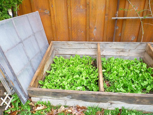 cold-frame-hot-bed cold frame hot bed