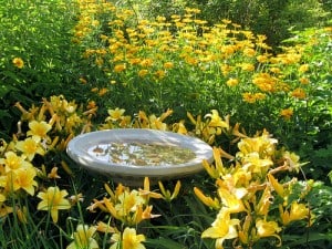 daylilies ways to grow daylilies