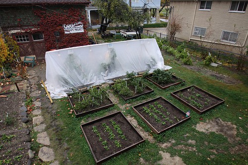 tomatoes-winter tomatoes head start