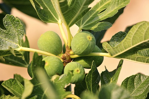 _MG_9092 growing figs