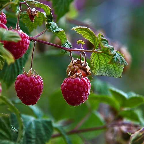raspberries-me-nthedogs Protecting raspberries