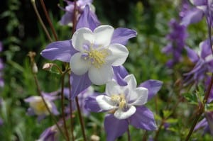 columbine-facts columbine flower facts