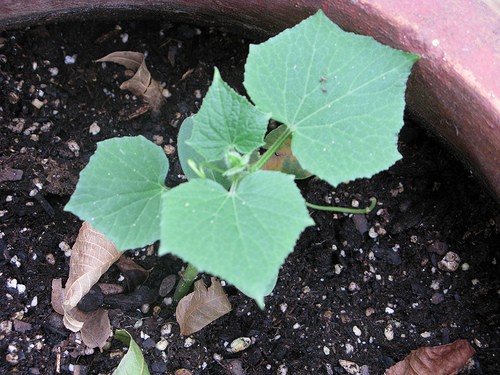 cucumber-plant How to Grow Cucumbers