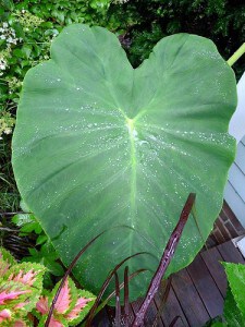elephant-ear-poison elephant ears poisonous