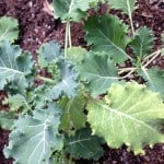 small kale plant