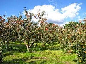 prune-apple-trees when and how to prune apple trees