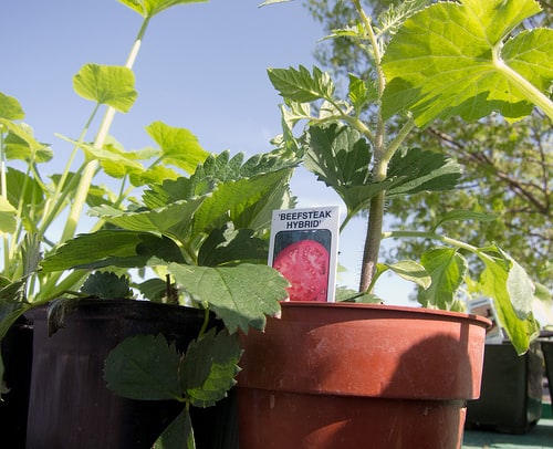 transplanting-tomatoes transplanting tomatoes in pots