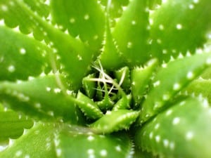 aloe-uses Uses of Aloe Vera