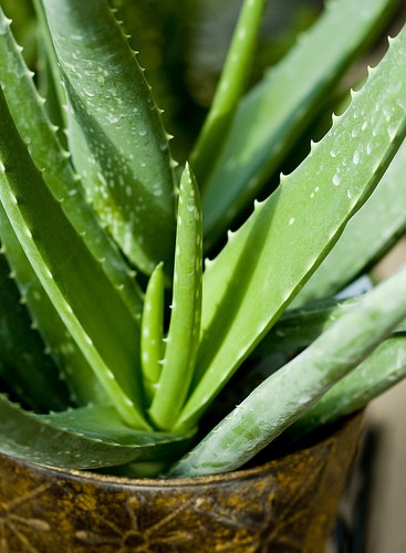 aloe-vera-benefits aloe vera benefits