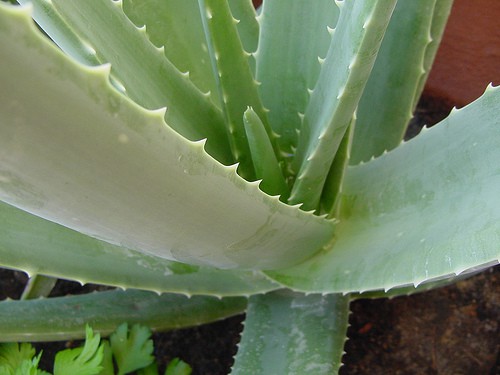 aloe vera for acne