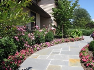 border plant design