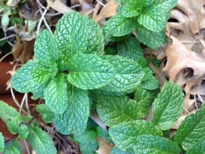 mint plant