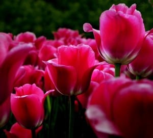red tulips