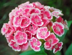 sweet william pests and diseases