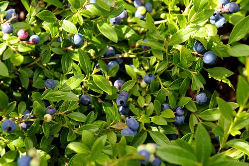 types of wild berries