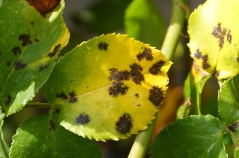 black spot black spot