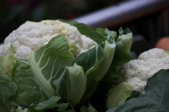 cauliflower plant