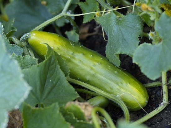 cucumber growing on vine