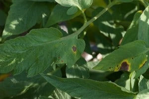 Early blight on a leaves