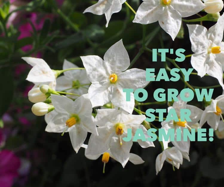 How to Grow Star Jasmine (Confederate Jasmine)