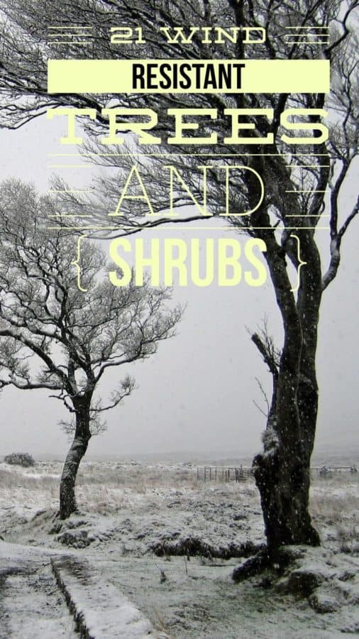 Best Wind Resistant Trees and Shrubs A List of 21 Options