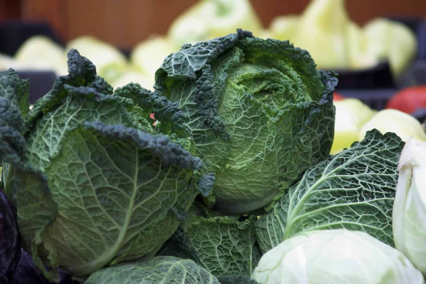 How to Grow Cabbage An Introduction