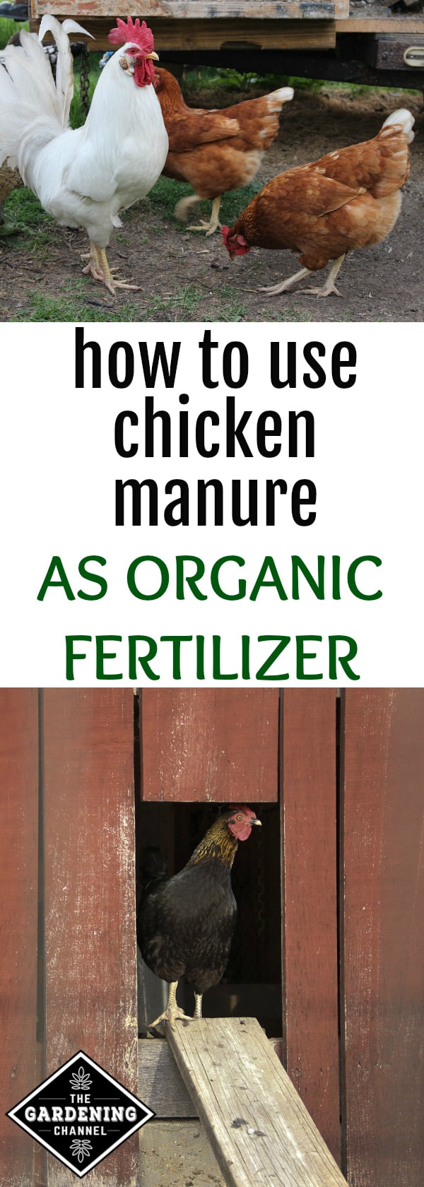Using Chicken Poop As An Organic Fertilizer