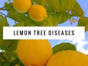 lemon diseases trees common tree plant gardeningchannel