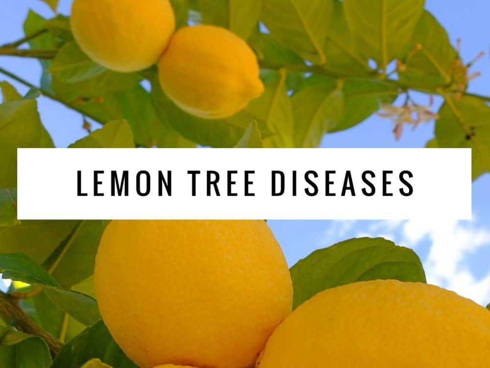 Common Diseases of Lemon Trees