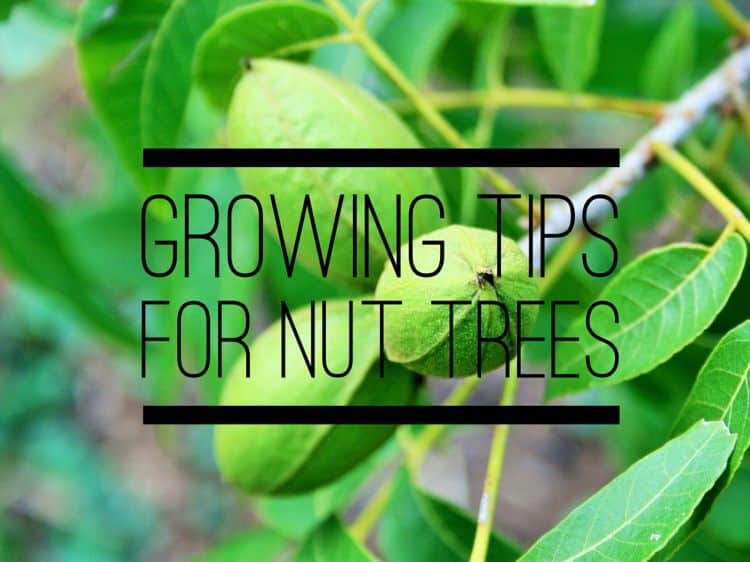 Growing Nut Trees