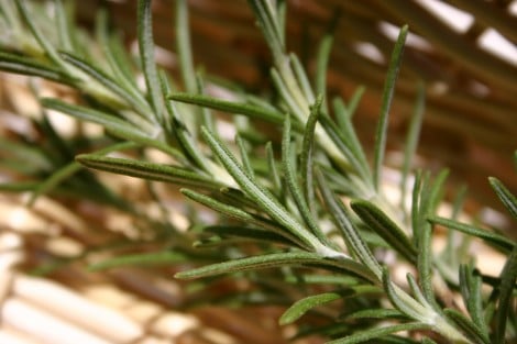 How To Grow Rosemary Herbs At Home