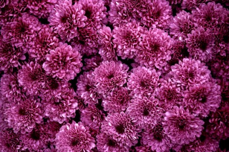 How to Grow Chrysanthemums How to Grow Chrysanthemums