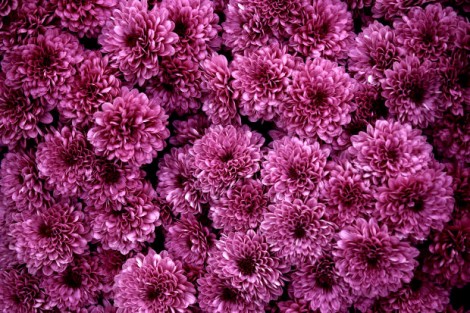 How to Grow Chrysanthemums