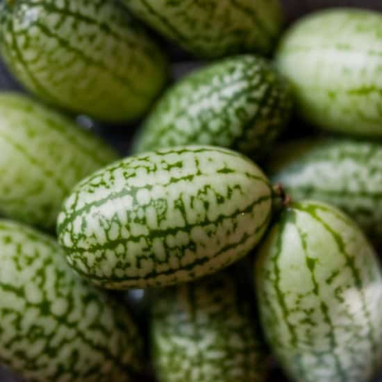 How To Grow Cucamelon