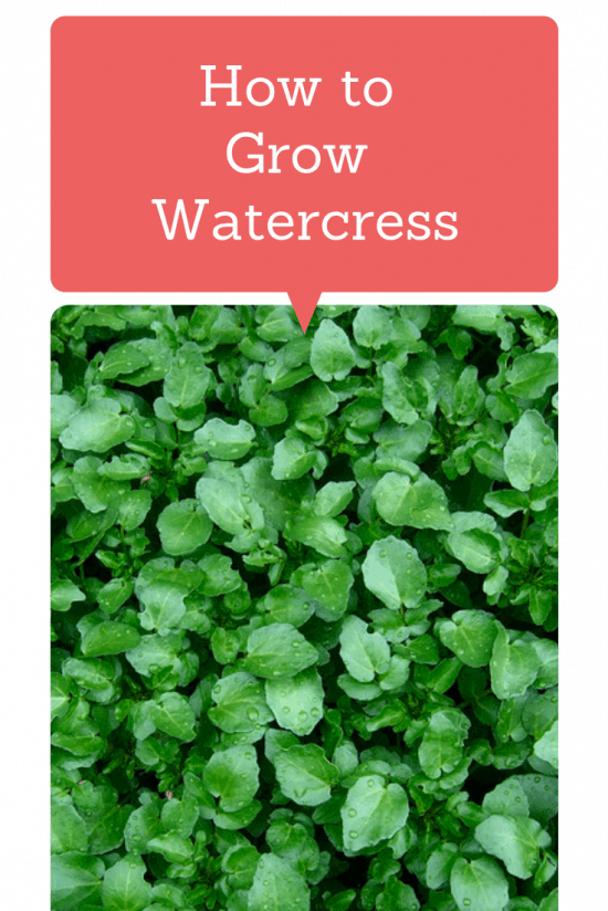 How To Grow Watercress